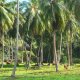 24- Vaches broutant sous les cocotiers 